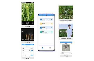大兴区小麦亩穗数分析仪IN-XM02