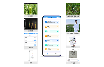 大兴区小麦表型测量仪IN-XM05